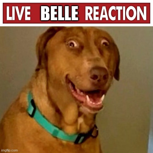 Live Belle Reaction Blank Meme Template