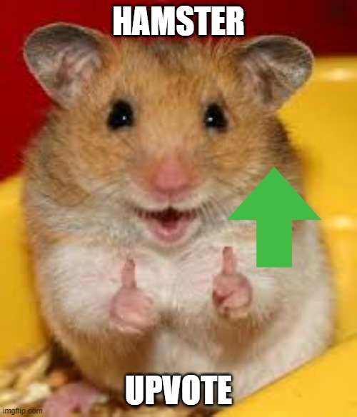 hamster upvote | HAMSTER; UPVOTE | image tagged in thumbs up hamster | made w/ Imgflip meme maker