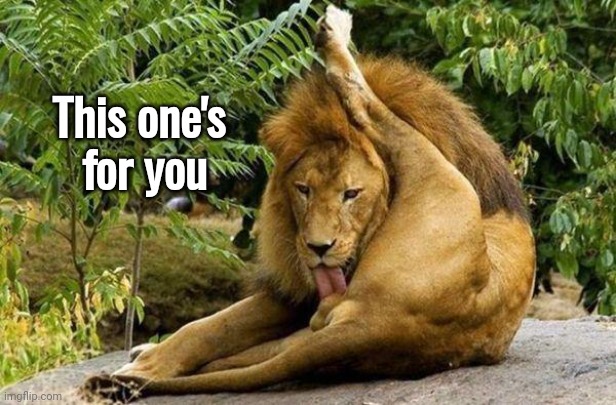lion licking balls | This one's
 for you | image tagged in lion licking balls | made w/ Imgflip meme maker