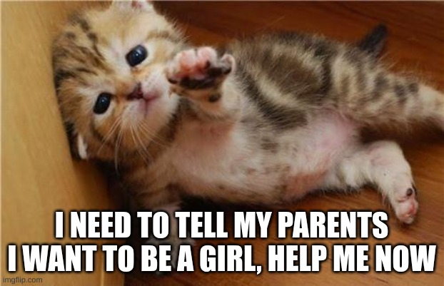Help Me Kitten | I NEED TO TELL MY PARENTS I WANT TO BE A GIRL, HELP ME NOW | image tagged in help me kitten | made w/ Imgflip meme maker