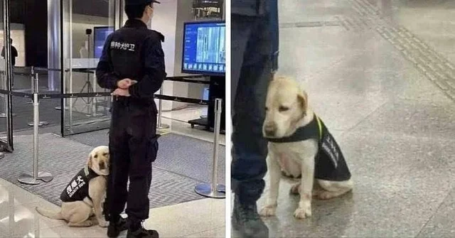 SAD AIRPORT SECURITY PUPPY IN TRAINING Blank Meme Template