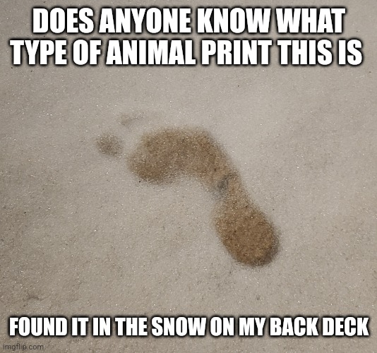 DOES ANYONE KNOW WHAT TYPE OF ANIMAL PRINT THIS IS; FOUND IT IN THE SNOW ON MY BACK DECK | made w/ Imgflip meme maker