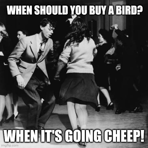 Daddy Rabbit memes | WHEN SHOULD YOU BUY A BIRD? WHEN IT'S GOING CHEEP! | image tagged in daddy rabbit memes,funny,birds,dancing,rock and roll | made w/ Imgflip meme maker