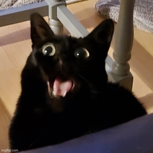 Silly | image tagged in cat,yawning,silly | made w/ Imgflip meme maker