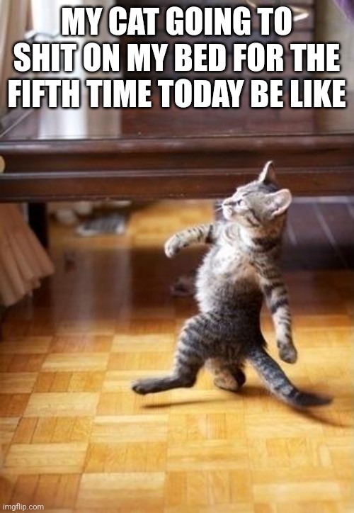 Cats be like XD | MY CAT GOING TO SHIT ON MY BED FOR THE FIFTH TIME TODAY BE LIKE | image tagged in memes,funny cats | made w/ Imgflip meme maker