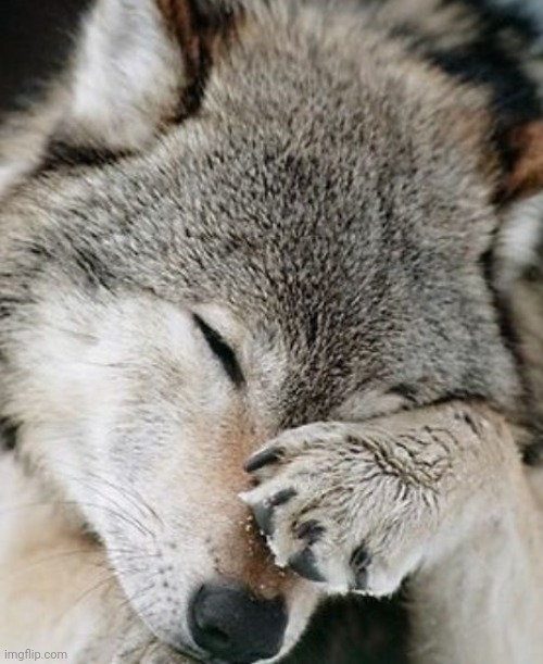 Wolf Facepalm | image tagged in wolf facepalm | made w/ Imgflip meme maker