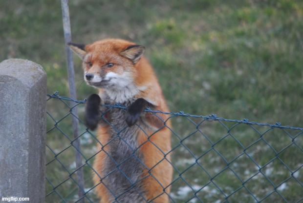 FOX WANNA BUY | image tagged in fox wanna buy,fox | made w/ Imgflip meme maker