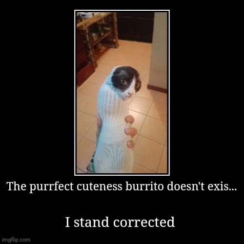 Purrfect cuteness burrito | The purrfect cuteness burrito doesn't exis... | I stand corrected | image tagged in funny,demotivationals,wholesome | made w/ Imgflip demotivational maker