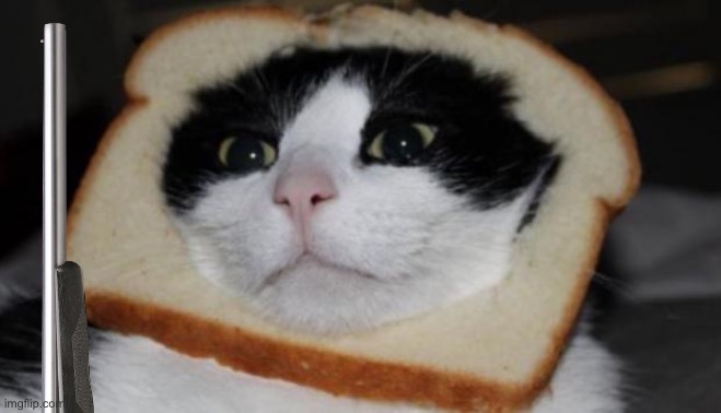 In bread cat | image tagged in in bread cat | made w/ Imgflip meme maker