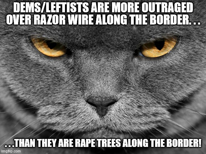 And this why a lot people consider dems/leftists to be evil! | DEMS/LEFTISTS ARE MORE OUTRAGED OVER RAZOR WIRE ALONG THE BORDER. . . . . .THAN THEY ARE RAPE TREES ALONG THE BORDER! | image tagged in grumpy graey cat,leftists,evil,politics | made w/ Imgflip meme maker