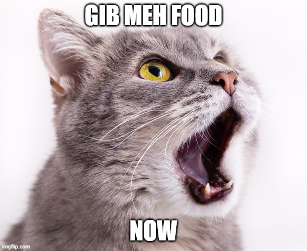 I WANT FOOD!!!!!!!!!! | GIB MEH FOOD; NOW | image tagged in angry,funny,custom template | made w/ Imgflip meme maker