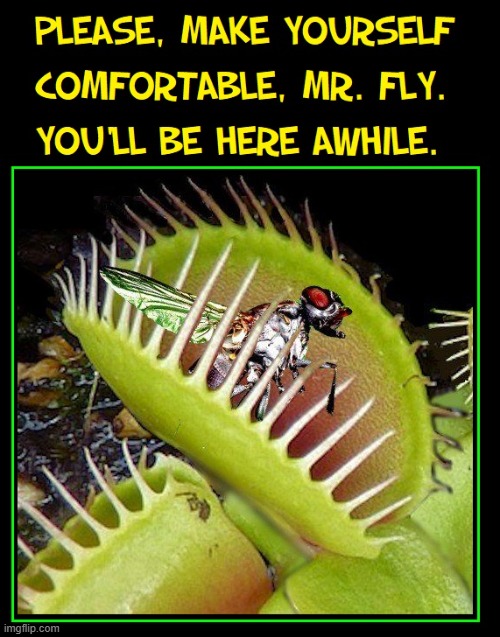 Feed Me, Seymore | image tagged in vince vance,memes,fly,venus flytrap,carnivores,little shop of horrors | made w/ Imgflip meme maker