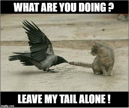 Crow Attack ! | WHAT ARE YOU DOING ? LEAVE MY TAIL ALONE ! | image tagged in cats,crows,attack,tail | made w/ Imgflip meme maker