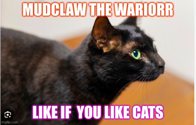 cats   are cute | MUDCLAW THE WARIORR; LIKE IF  YOU LIKE CATS | image tagged in cats are cute | made w/ Imgflip meme maker