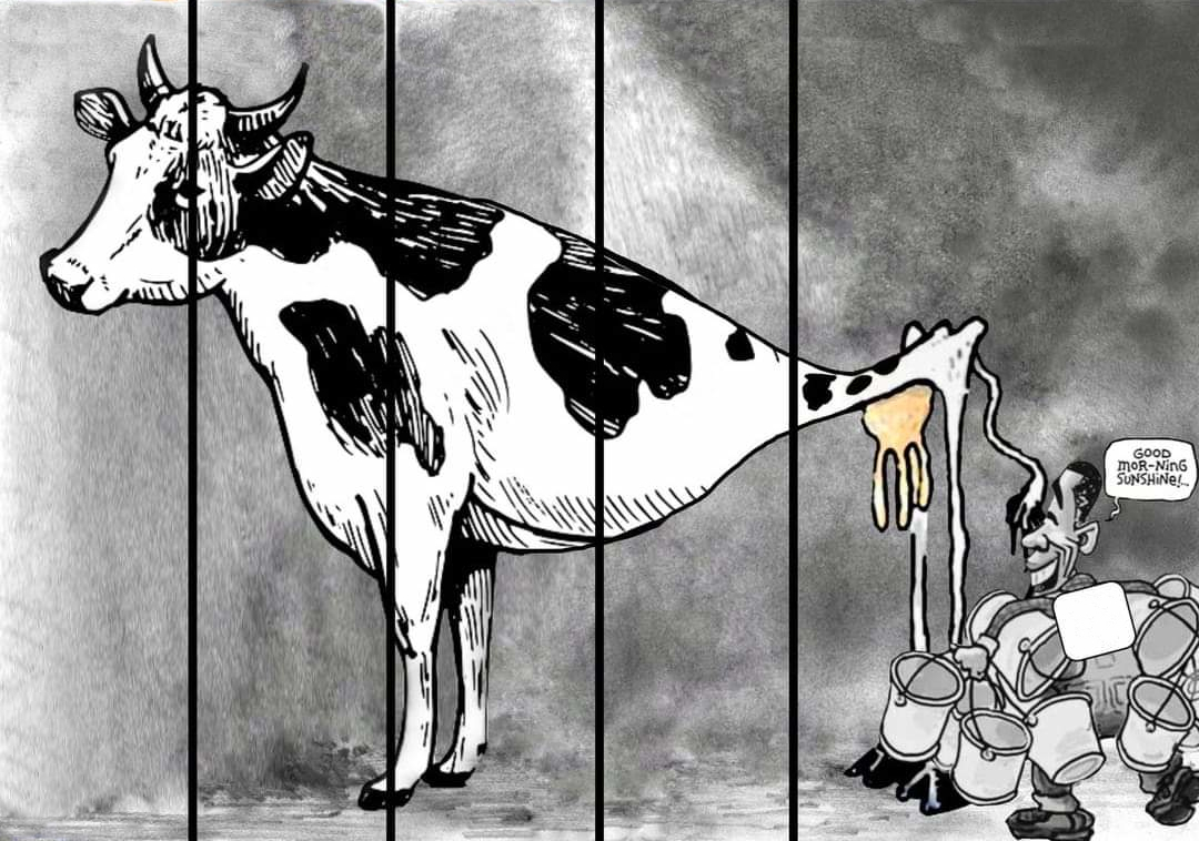 High Quality milking cow Blank Meme Template