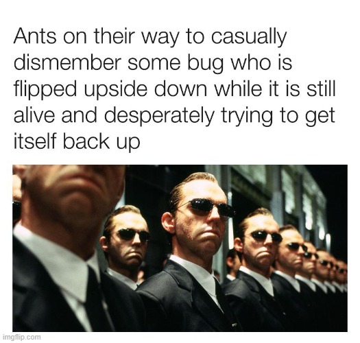 fr | image tagged in memes,funny,ants | made w/ Imgflip meme maker