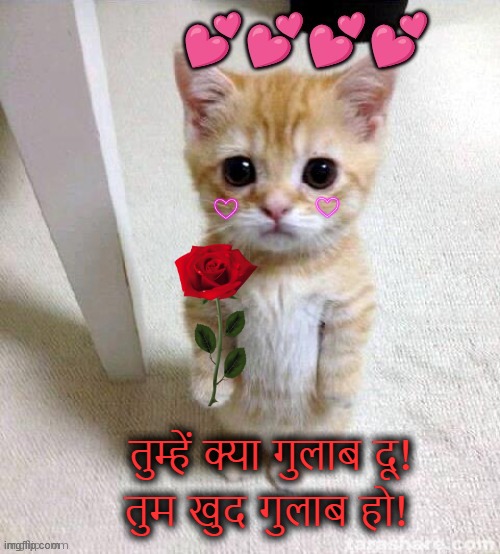 Cute Cat rose | तुम्हें क्या गुलाब दू! तुम खुद गुलाब हो! | image tagged in cat,cute cat,rose,rose day,roseday | made w/ Imgflip meme maker