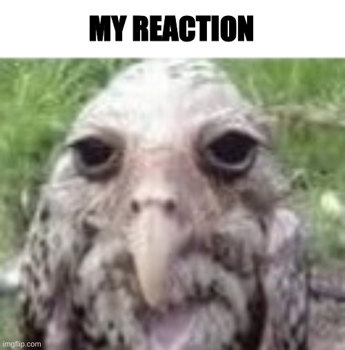 MY REACTION | made w/ Imgflip meme maker