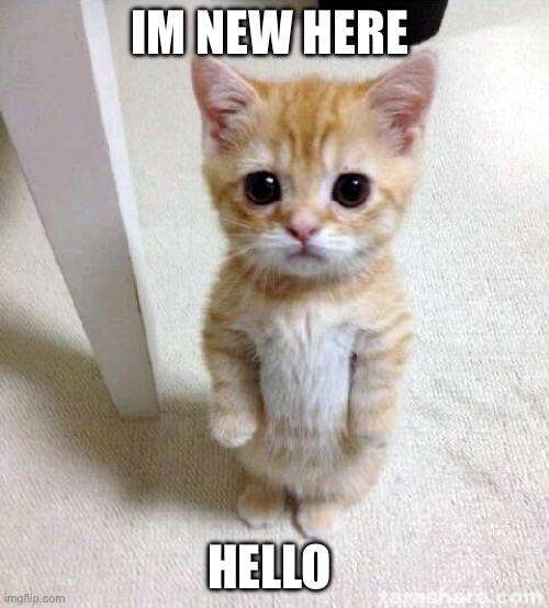Cute Cat Meme | IM NEW HERE; HELLO | image tagged in memes,cute cat | made w/ Imgflip meme maker