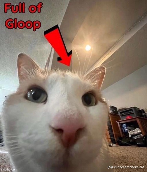 Silly gloop | image tagged in cats | made w/ Imgflip meme maker