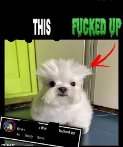 This dog is fucked up bruh 2 | image tagged in this dog is fucked up bruh 2 | made w/ Imgflip meme maker
