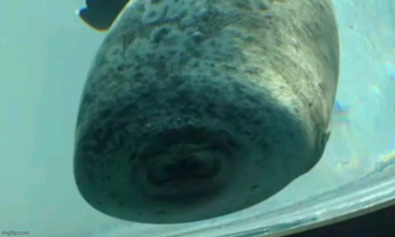 Squishy Seal | image tagged in squishy seal | made w/ Imgflip meme maker