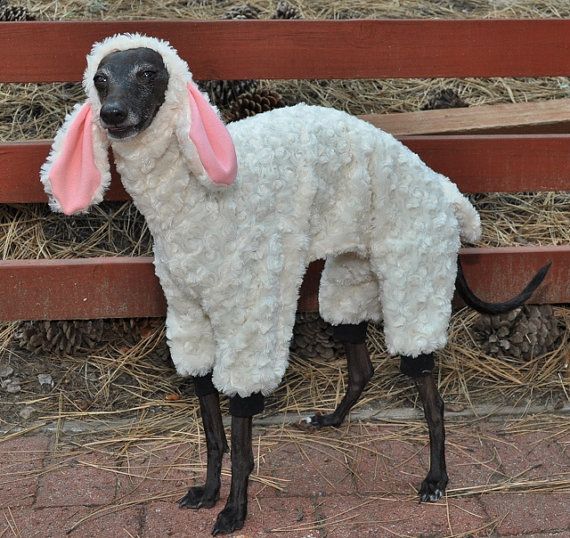 Dog dressed as sheep Blank Meme Template