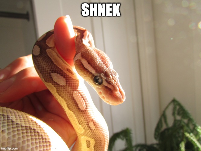 sunshine snek | SHNEK | image tagged in sunshine snek | made w/ Imgflip meme maker