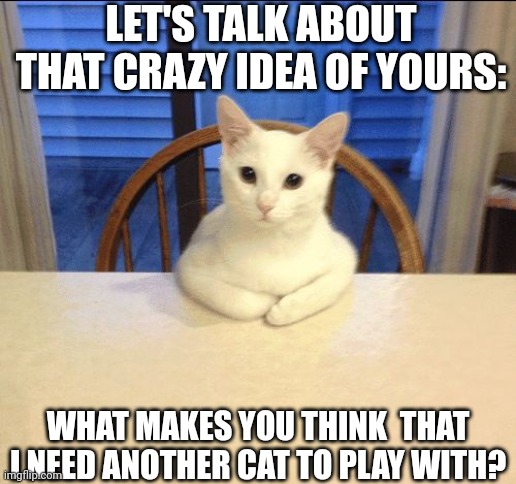 sit down human | LET'S TALK ABOUT THAT CRAZY IDEA OF YOURS:; WHAT MAKES YOU THINK  THAT I NEED ANOTHER CAT TO PLAY WITH? | image tagged in sit down human | made w/ Imgflip meme maker