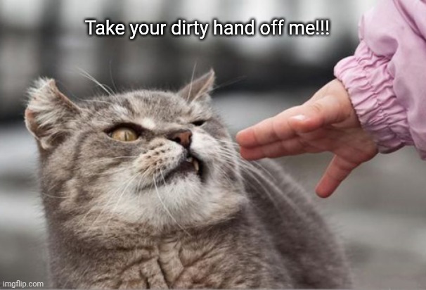 Disturbed cat | Take your dirty hand off me!!! | image tagged in disturbed cat | made w/ Imgflip meme maker