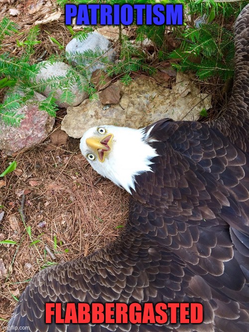 bald eagle laying on the ground | PATRIOTISM FLABBERGASTED | image tagged in bald eagle laying on the ground | made w/ Imgflip meme maker