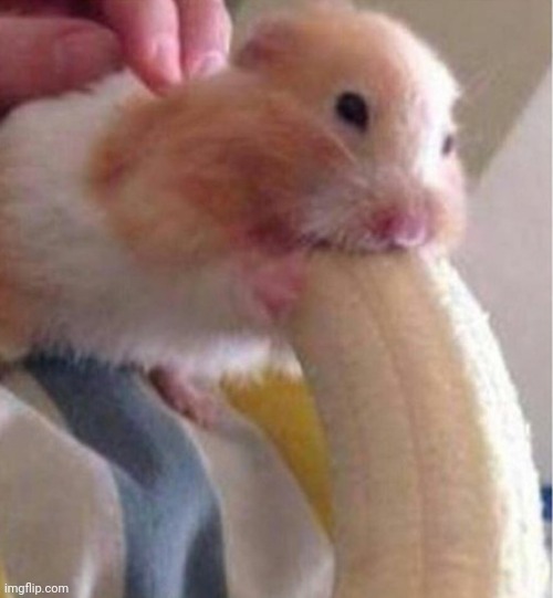 Hamster Banana Meme | image tagged in hamster banana meme | made w/ Imgflip meme maker