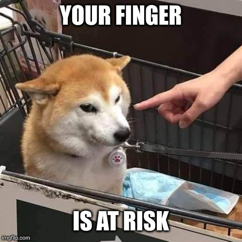 You are going to lose that finger in my face! | YOUR FINGER; IS AT RISK | image tagged in no horny,finger,memes,does your dog bite,dog,angrify | made w/ Imgflip meme maker
