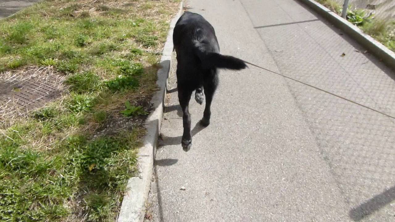 High Quality Black dog walking Blank Meme Template