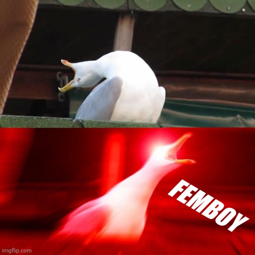 BOY seagull | FEMBOY | image tagged in boy seagull | made w/ Imgflip meme maker