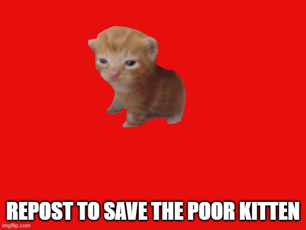 save the kitten!!!! | REPOST TO SAVE THE POOR KITTEN | image tagged in cats,save me,help,fallout new vegas | made w/ Imgflip meme maker