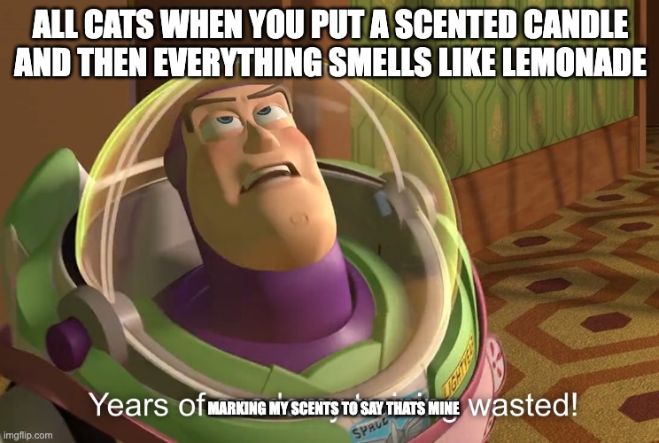 years of academy training wasted | ALL CATS WHEN YOU PUT A SCENTED CANDLE AND THEN EVERYTHING SMELLS LIKE LEMONADE; MARKING MY SCENTS TO SAY THATS MINE | image tagged in years of academy training wasted | made w/ Imgflip meme maker