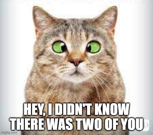 meme by Brad cross eyed cat | HEY, I DIDN'T KNOW THERE WAS TWO OF YOU | image tagged in cats,funny cat memes,humor,funny cats,funny | made w/ Imgflip meme maker
