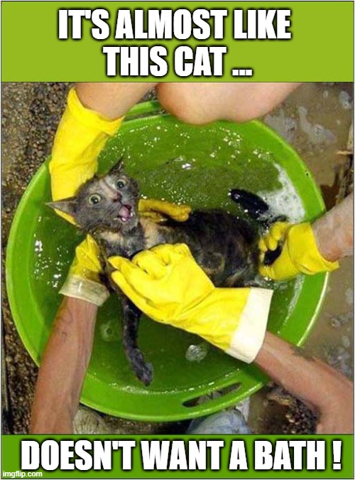 Help Meeeeee ! | IT'S ALMOST LIKE 
THIS CAT ... DOESN'T WANT A BATH ! | image tagged in cats,bathtime | made w/ Imgflip meme maker