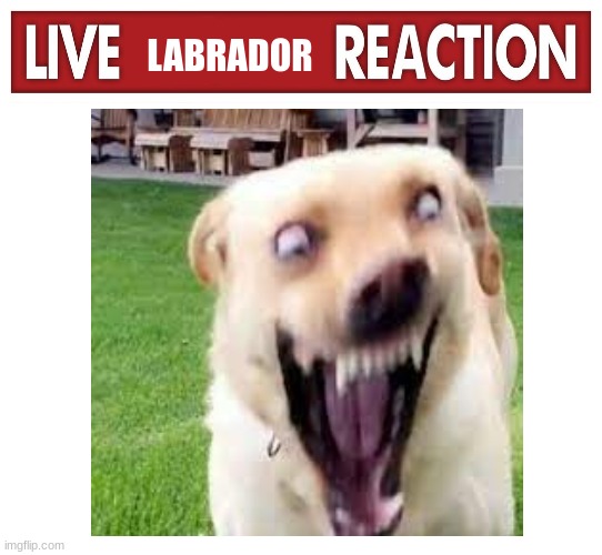 Live insane dog reaction | image tagged in live insane dog reaction | made w/ Imgflip meme maker