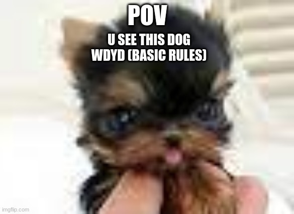 Cute doggo V2 | POV; U SEE THIS DOG
WDYD (BASIC RULES) | image tagged in cute doggo v2 | made w/ Imgflip meme maker