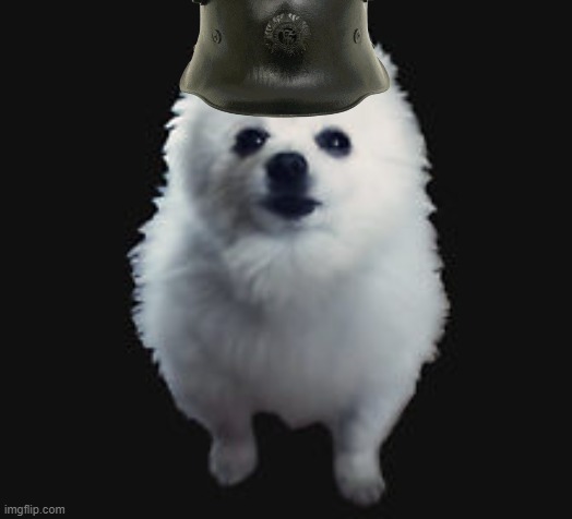 Gabe the dog | image tagged in gabe the dog | made w/ Imgflip meme maker