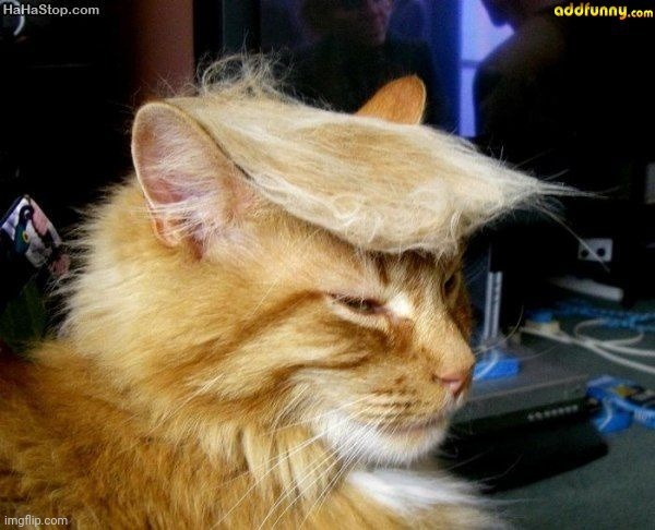 Not to get political but... | image tagged in donald trump cat | made w/ Imgflip meme maker