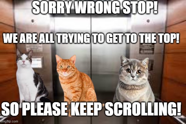 Wrong stop! | SORRY WRONG STOP! WE ARE ALL TRYING TO GET TO THE TOP! SO PLEASE KEEP SCROLLING! | image tagged in cats,funny,meme,cute,hello,wow | made w/ Imgflip meme maker
