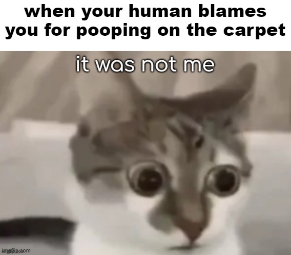 when your human blames you for pooping on the carpet | image tagged in cat | made w/ Imgflip meme maker