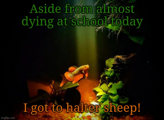 Betta van fleet | Aside from almost dying at school today; I got to halter sheep! | image tagged in betta van fleet | made w/ Imgflip meme maker