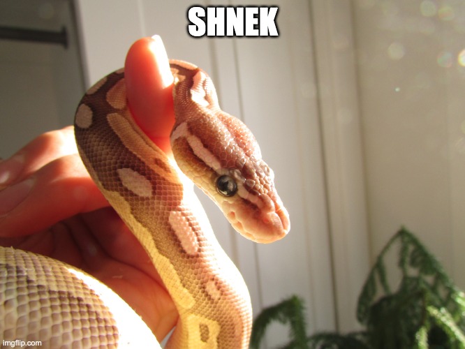 sunshine snek | SHNEK | image tagged in sunshine snek | made w/ Imgflip meme maker
