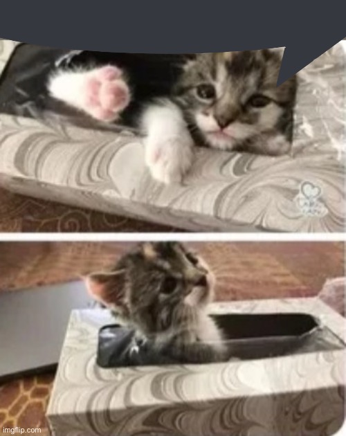 have a break have a cute kat | image tagged in cat in tissues cute | made w/ Imgflip meme maker