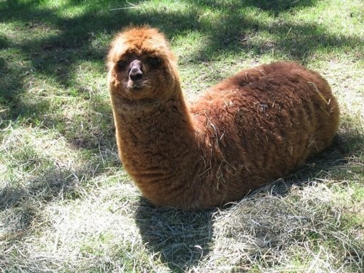 High Quality legless llama Blank Meme Template