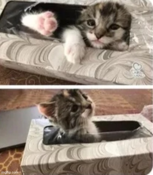 Here’s a break from the horny (I need one fr) | image tagged in cat in tissues cute | made w/ Imgflip meme maker